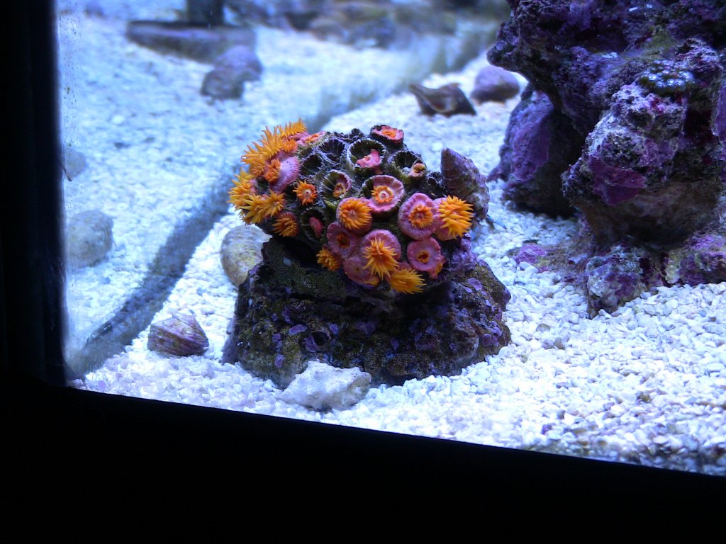 Name:  Sun Coral Recovery 5-2-11.jpg
Views: 931
Size:  157.6 KB