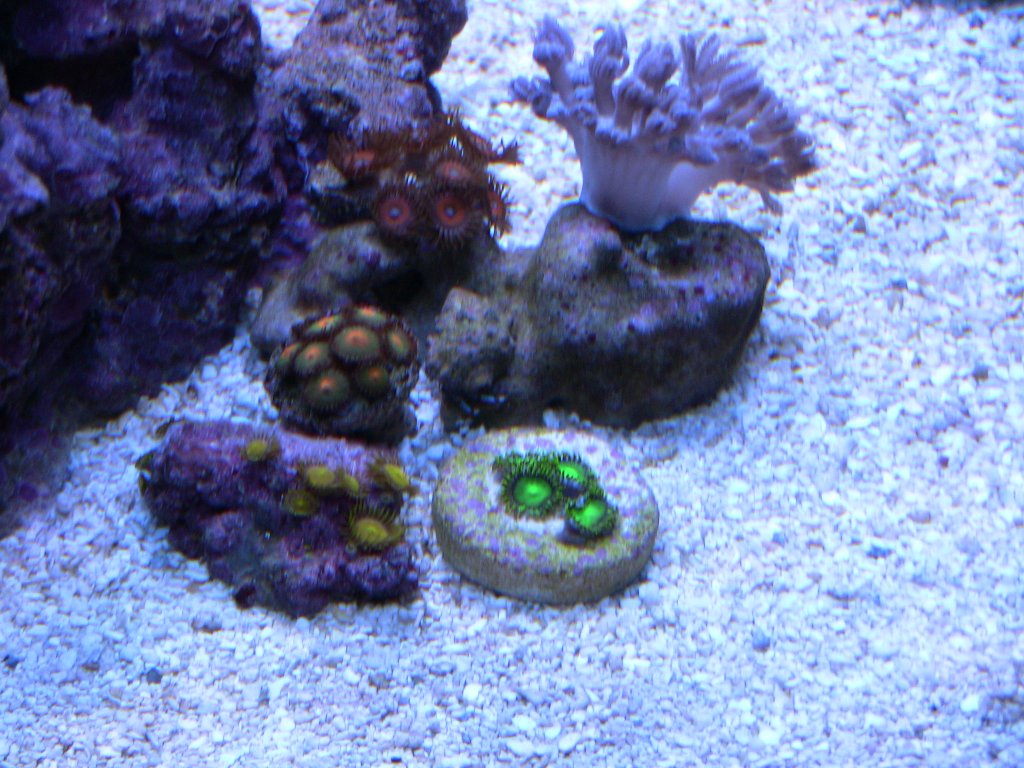 Name:  Zoa Garden 5-2-11.jpg
Views: 816
Size:  172.9 KB