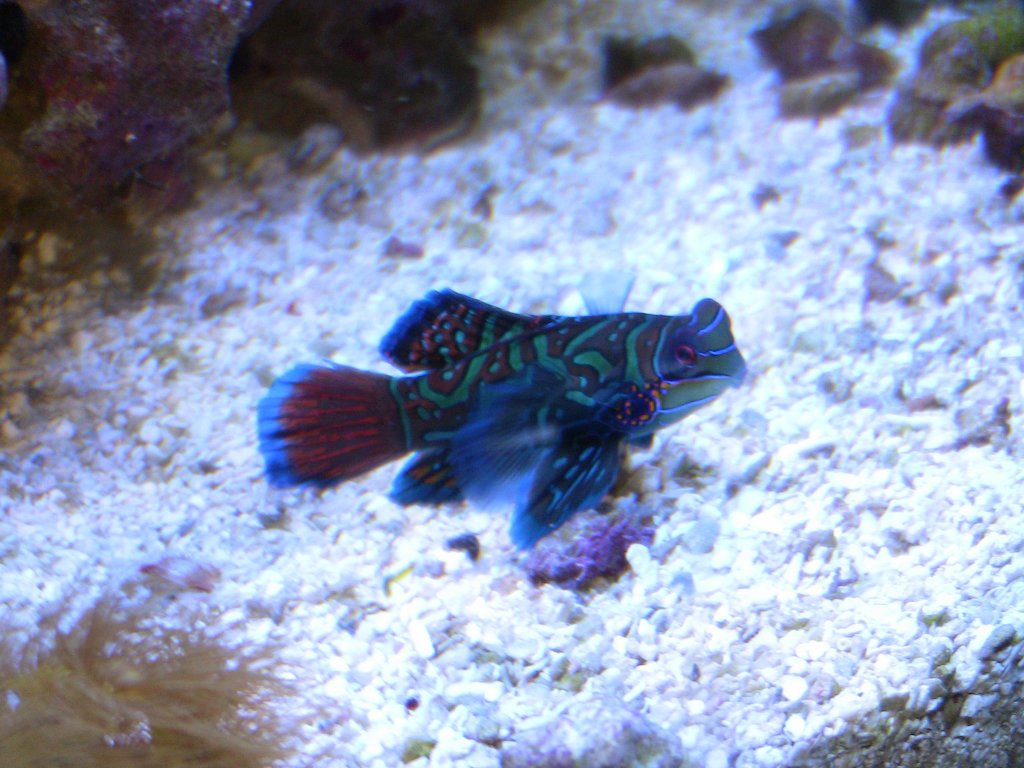 Name:  Dragonet 5-2-11.jpg
Views: 534
Size:  140.8 KB