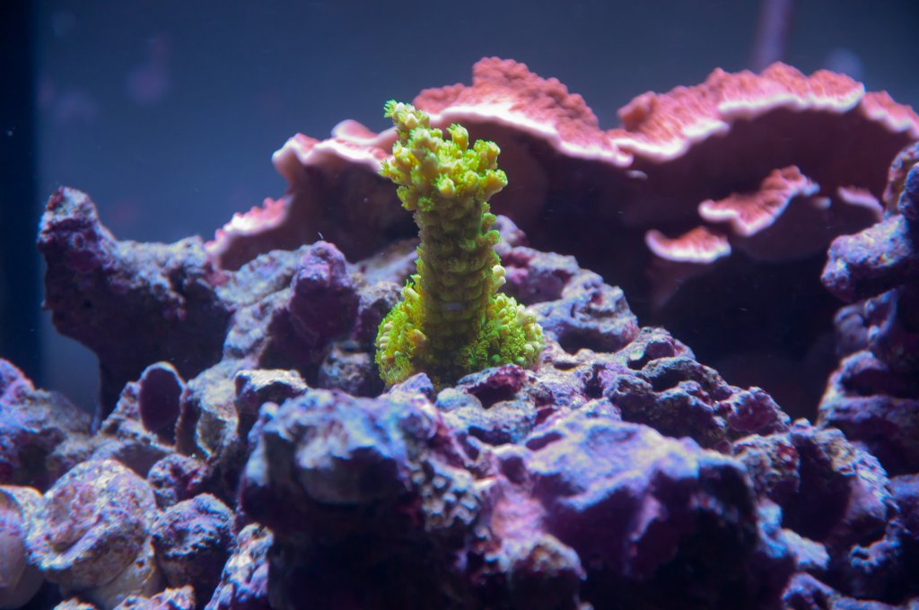 Name:  20110518-DSC_0452.jpg
Views: 327
Size:  108.6 KB