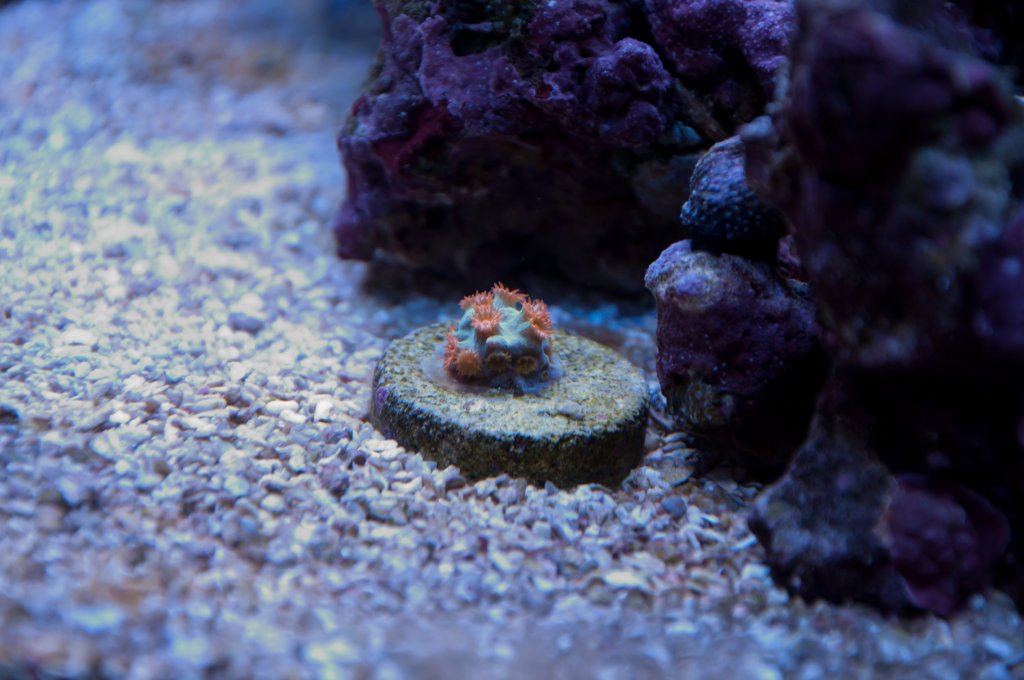 Name:  20110518-DSC_0448.jpg
Views: 322
Size:  106.9 KB