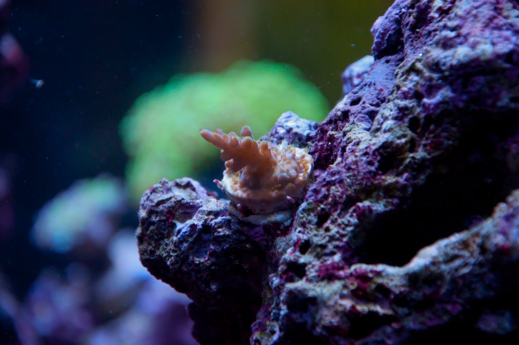 Name:  20110518-DSC_0455.jpg
Views: 314
Size:  94.8 KB