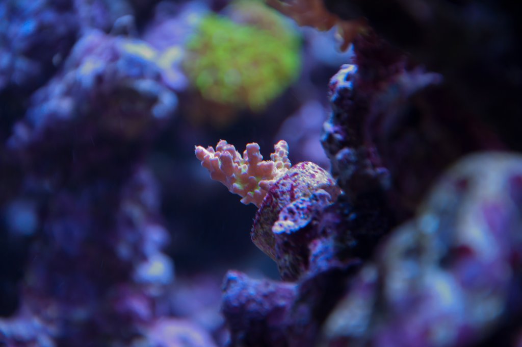 Name:  20110518-DSC_0446.jpg
Views: 395
Size:  62.7 KB