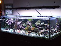Click image for larger version

Name:	reeftour006.jpg
Views:	876
Size:	108.8 KB
ID:	516
