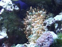Click image for larger version

Name:	frogspawn043.jpg
Views:	804
Size:	78.8 KB
ID:	518