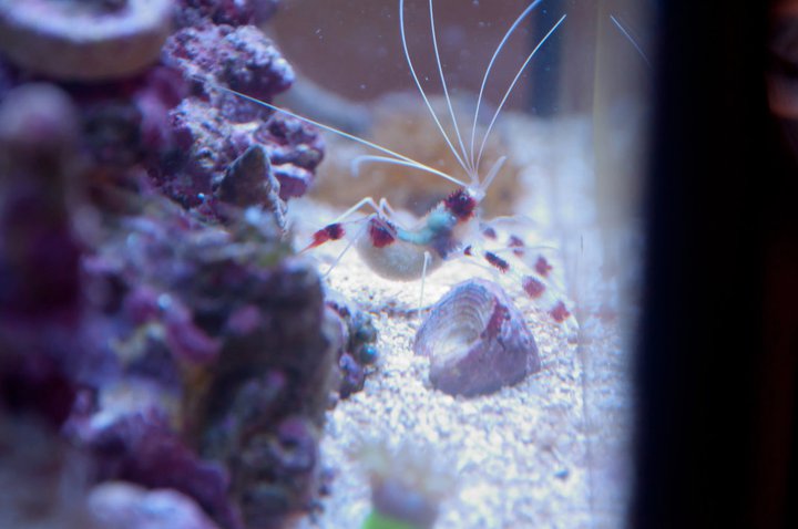 Name:  Preg Shrimp.jpg
Views: 2473
Size:  48.3 KB