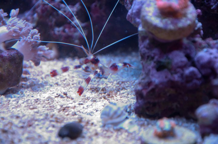 Name:  papa shrimp.jpg
Views: 1523
Size:  66.6 KB