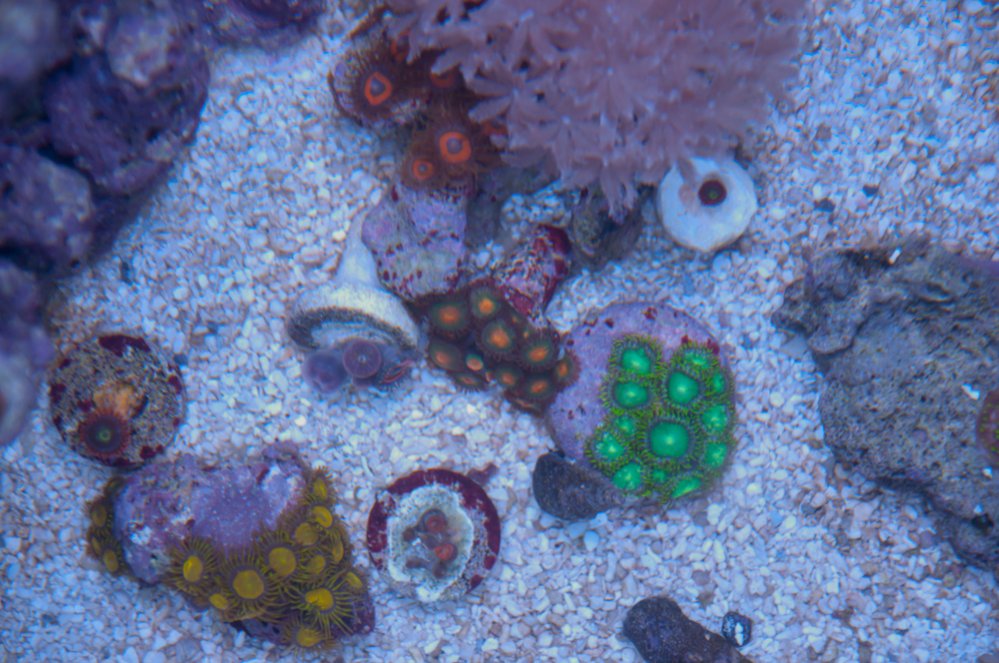 Name:  20110613-20110613-DSC_0534.jpg
Views: 544
Size:  147.6 KB