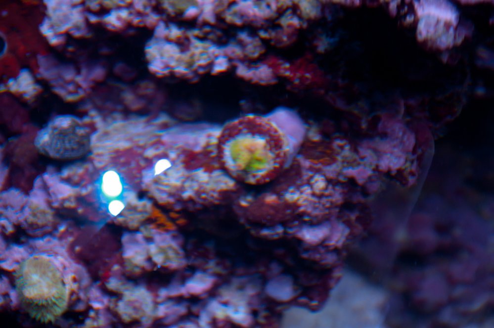 Name:  20110613-20110613-DSC_0530.jpg
Views: 520
Size:  88.7 KB
