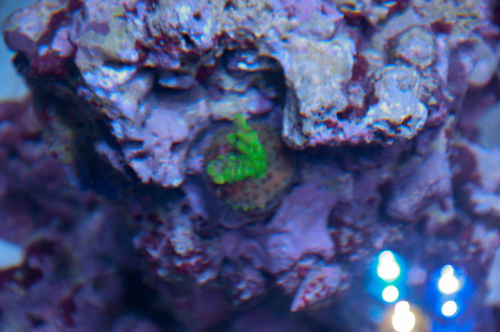 Name:  20110613-20110613-DSC_0533.jpg
Views: 530
Size:  94.5 KB