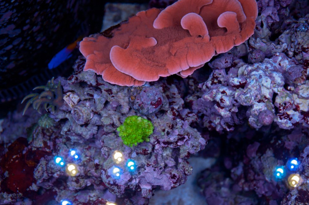 Name:  20110613-20110613-DSC_0536.jpg
Views: 368
Size:  133.5 KB