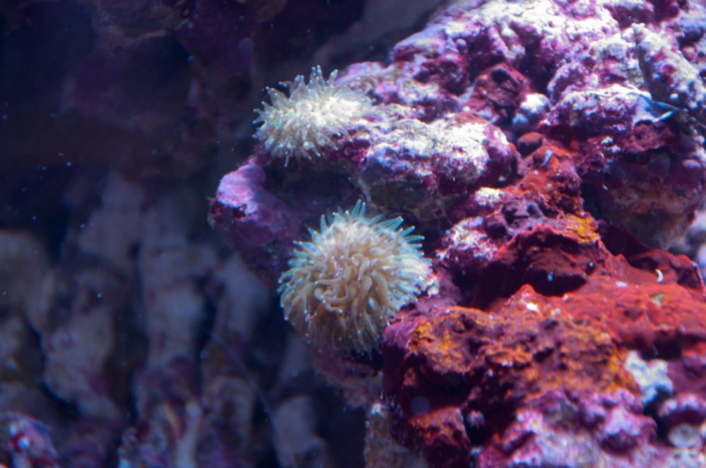 Name:  20110613-20110613-DSC_0539.jpg
Views: 360
Size:  110.1 KB