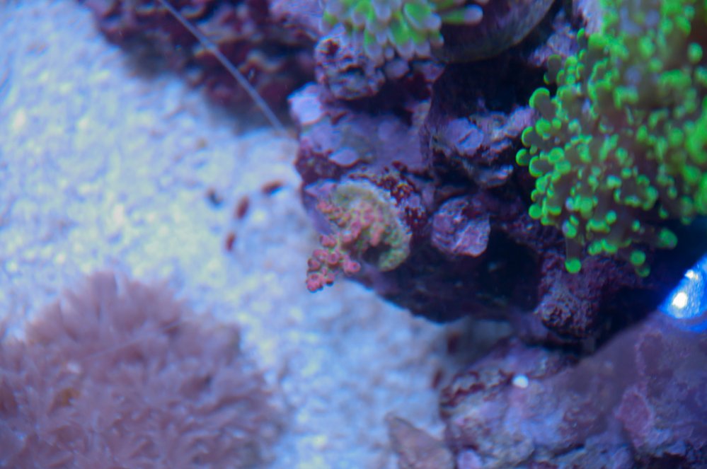 Name:  20110613-20110613-DSC_0529.jpg
Views: 525
Size:  87.6 KB