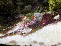 Click image for larger version

Name:	2010-12-08_16-11-03_65.jpg
Views:	1962
Size:	133.8 KB
ID:	5422