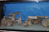 Click image for larger version

Name:	DSC_0313.jpg
Views:	575
Size:	108.5 KB
ID:	5480