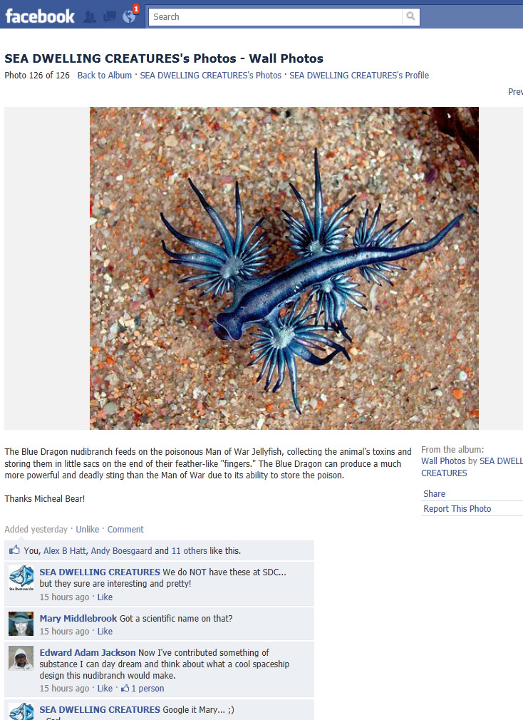 Name:  sdc_GLAUCUS-ATLANTICUS.jpg
Views: 2328
Size:  192.1 KB