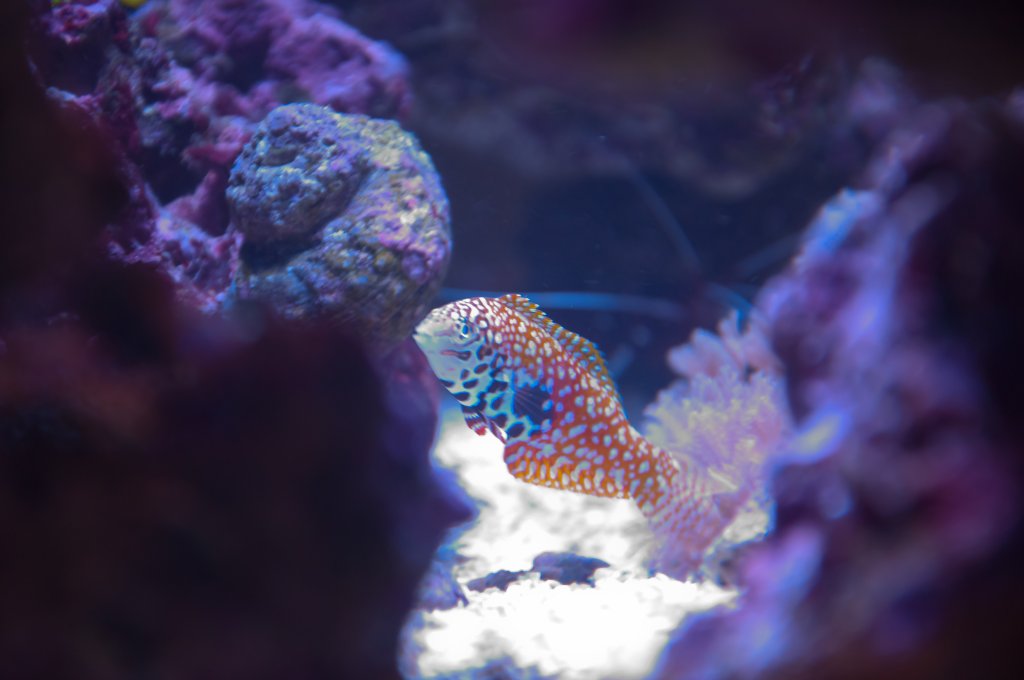 Blue Star Leopard Wrasse