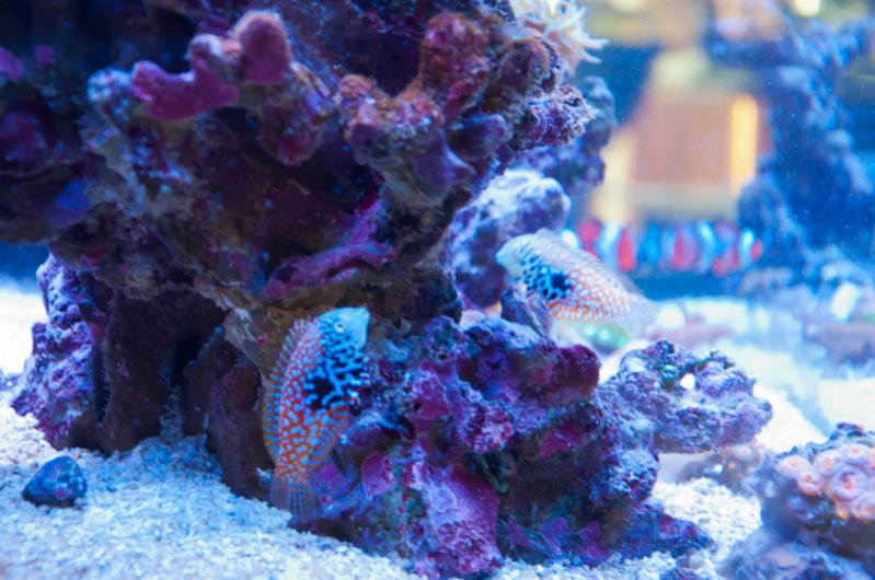 Name:  20110714-DSC_0768.jpg
Views: 274
Size:  92.9 KB