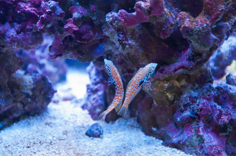 Name:  20110714-DSC_0766.jpg
Views: 1211
Size:  96.6 KB