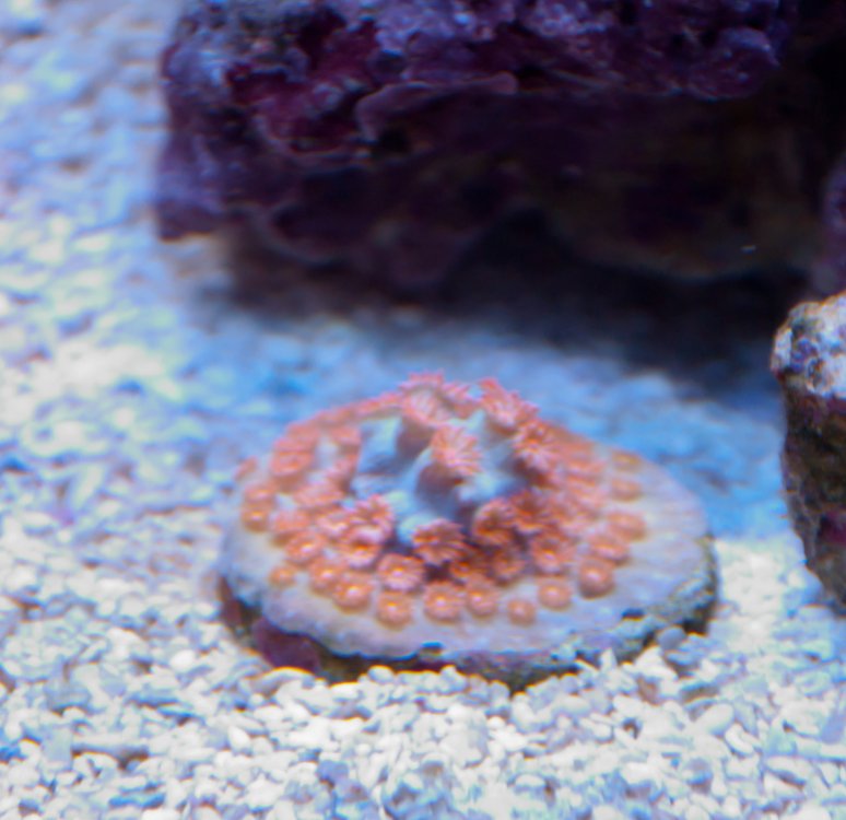 Name:  20110720-DSC_0220.jpg
Views: 1344
Size:  79.4 KB