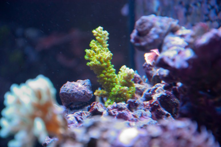 Name:  20110720-DSC_0231.jpg
Views: 275
Size:  60.1 KB