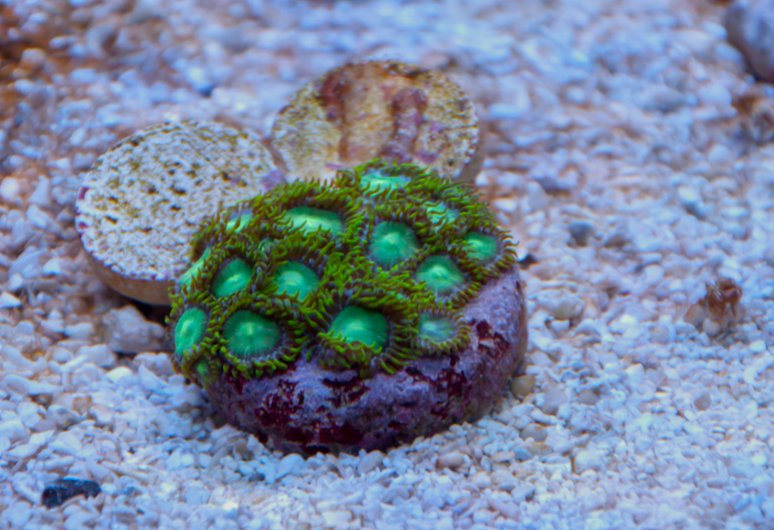 Name:  20110720-DSC_0222.jpg
Views: 284
Size:  91.2 KB