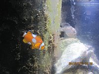 Click image for larger version

Name:	IMG_1407.jpg
Views:	349
Size:	116.7 KB
ID:	5951