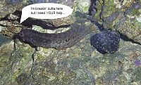 Click image for larger version

Name:	5.JPG
Views:	1422
Size:	35.4 KB
ID:	6018