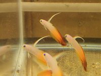 Click image for larger version

Name:	firefish1.jpg
Views:	737
Size:	28.5 KB
ID:	603