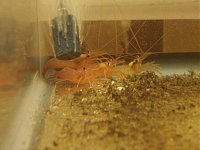 Click image for larger version

Name:	pshrimp1.jpg
Views:	774
Size:	32.2 KB
ID:	605