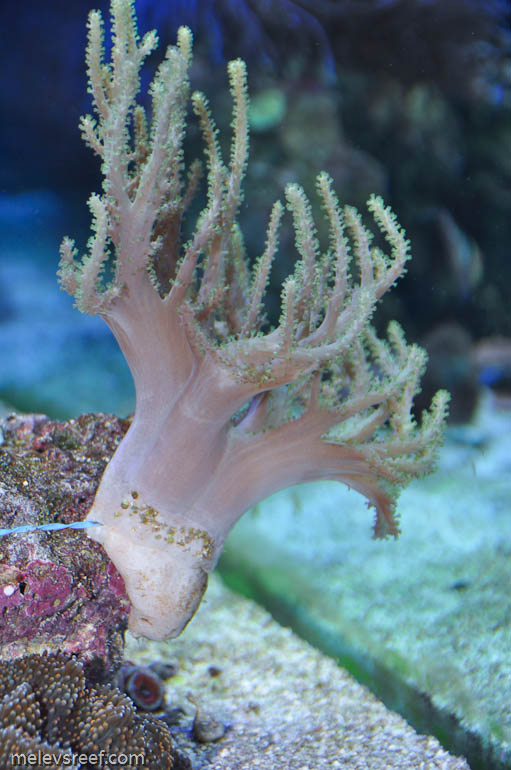 Name:  nepthea.jpg
Views: 595
Size:  118.4 KB