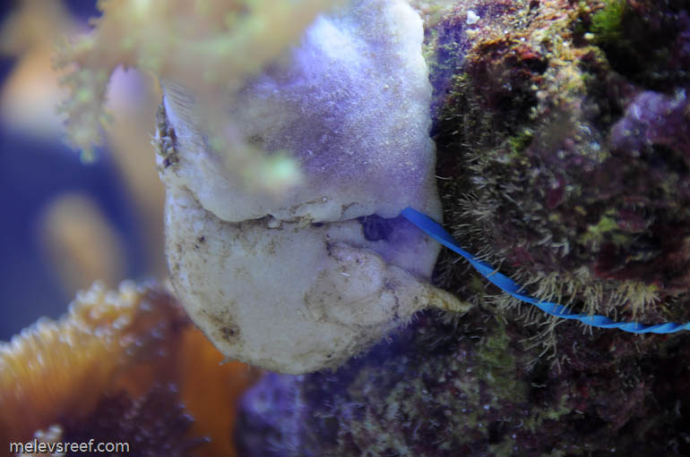 Name:  nepthea-3.jpg
Views: 677
Size:  97.0 KB