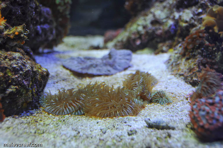 Name:  fungia_plates_grouping.jpg
Views: 714
Size:  121.0 KB