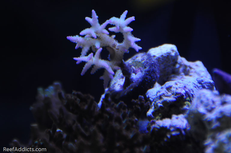 Name:  corals-2.jpg
Views: 728
Size:  96.5 KB