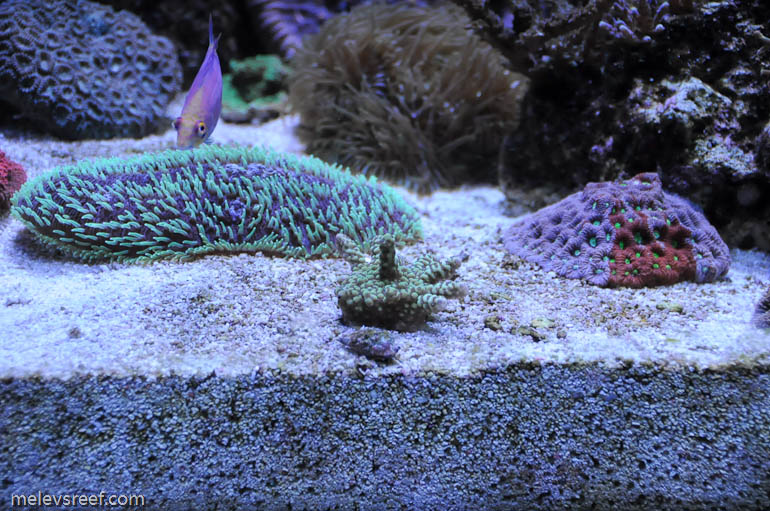 Name:  reefshot_substrate.jpg
Views: 660
Size:  181.9 KB