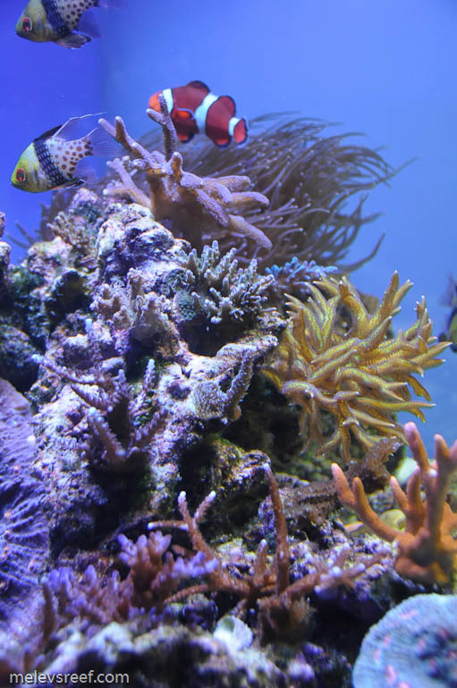 Name:  reefshot_sps.jpg
Views: 716
Size:  148.8 KB