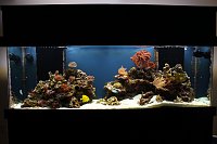 Click image for larger version

Name:	reef 1 001.jpg
Views:	235
Size:	85.2 KB
ID:	6202