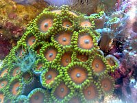 Click image for larger version

Name:	zoanthids-and-aiptasia.jpg
Views:	215
Size:	130.5 KB
ID:	6595