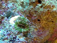Click image for larger version

Name:	acan.jpg
Views:	1043
Size:	145.5 KB
ID:	6597