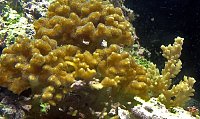 Click image for larger version

Name:	acro-and-posciporra.jpg
Views:	1016
Size:	88.0 KB
ID:	6598