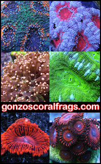 Name:  gonzos_vert.jpg
Views: 3590
Size:  69.5 KB