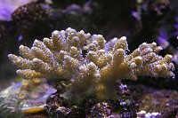 Click image for larger version

Name:	Aquarium 008.jpg
Views:	708
Size:	123.5 KB
ID:	6994
