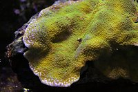 Click image for larger version

Name:	Aquarium 009.jpg
Views:	677
Size:	141.3 KB
ID:	6995