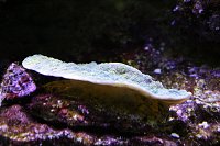 Click image for larger version

Name:	Aquarium 010.jpg
Views:	707
Size:	103.9 KB
ID:	6996