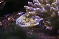 Click image for larger version

Name:	Aquarium 011.jpg
Views:	687
Size:	96.0 KB
ID:	6997