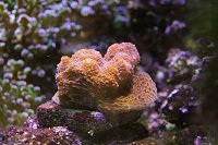 Click image for larger version

Name:	Aquarium 012.jpg
Views:	661
Size:	111.2 KB
ID:	6998