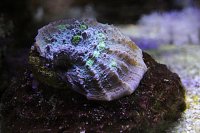 Click image for larger version

Name:	Aquarium 013.jpg
Views:	698
Size:	107.9 KB
ID:	6999