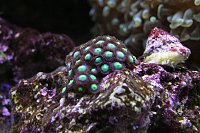 Click image for larger version

Name:	Aquarium 014.jpg
Views:	741
Size:	130.5 KB
ID:	7000
