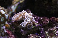 Click image for larger version

Name:	Aquarium 018.jpg
Views:	668
Size:	114.4 KB
ID:	7002
