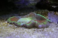 Click image for larger version

Name:	Aquarium 019.jpg
Views:	689
Size:	84.1 KB
ID:	7003